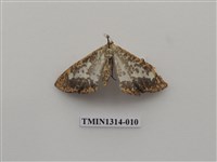 藏品(撒旦豹紋尺蛾)的圖片